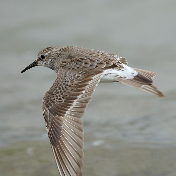 Valkoperäsirri, White-rumped Sandpiper, Calidris fuscicollis